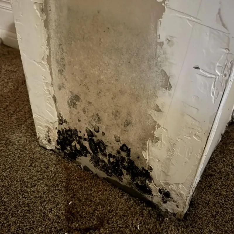 Professional Mold Removal in Elyria, OH